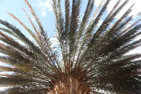 Palmiye, hurma ağacı, Afrika