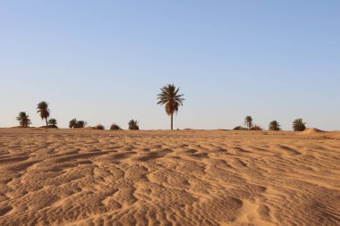 Sahara çölünde kum tepeleri, 