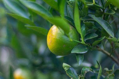The oranges are not yet ripe. green olives on tree