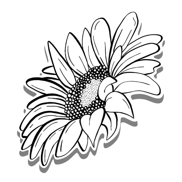 stock vector Doodle black line sunflower on white silhouette and gray shadow. Vector illustration for decorate logo, tattoo, card or any design.