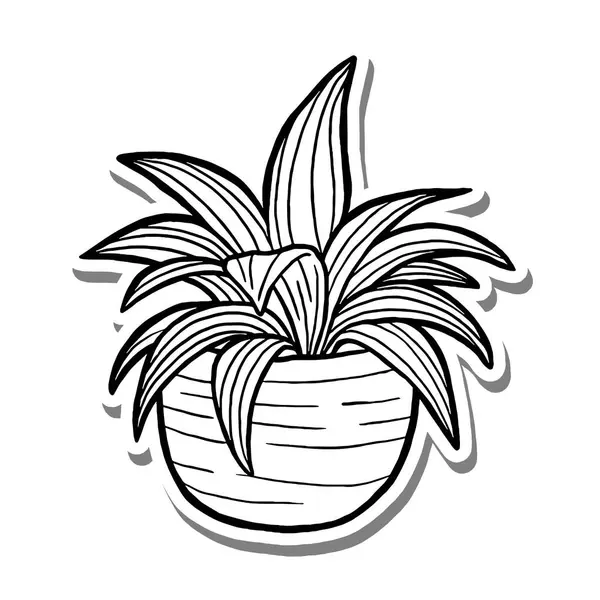Beyaz siluet ve gri gölge üzerine klorofilyum ev bitkisi taslağı. El çizimi çizgi film tarzı. Dekorasyon, renk ve herhangi bir tasarım için vektör illüstrasyonuName.