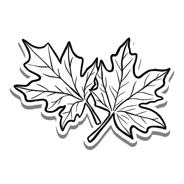 Doğa İki Akçaağaç Yaprakları beyaz siluette ve gri gölgede. El çizimi çizgi film tarzı. Dekor ve herhangi bir tasarım için illüstrasyon.