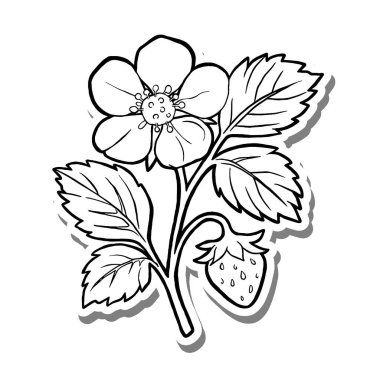 Beyaz Siluet ve Gri Gölge 'de Yaprak Özeti ile El Çizimi Çilek Çiçeği. Doğa Hakkında Vektör İllüstrasyonu.