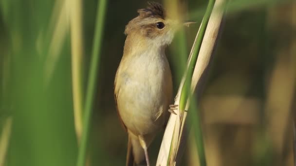 Schöner Vogel Steht Auf Dem Ast — Stockvideo
