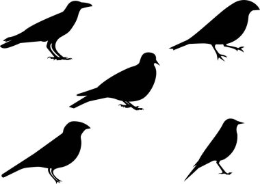 Birds Silhouette - 5 different vector illustrations. Birds silhouette design