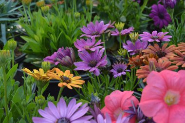 4k çözünürlükte Daisy çiçek resmi