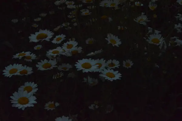 Daisy Flower Immagine Risoluzione — Foto Stock