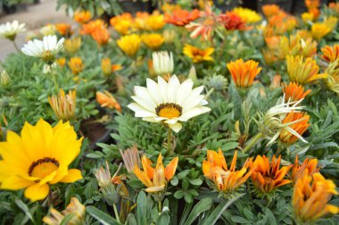 4k çözünürlükte Daisy çiçek resmi