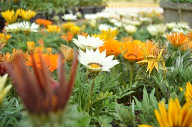 4k çözünürlükte Daisy çiçek resmi