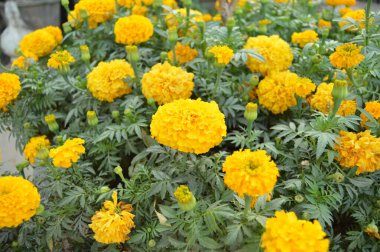 Kadife çiçeği resmi 4k çözünürlükte