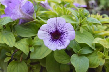 Petunya çiçek resmi 4k çözünürlükte