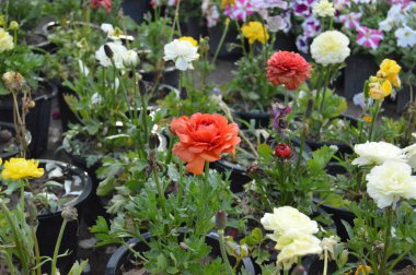 Şakayık çiçek resmi 4k çözünürlükte