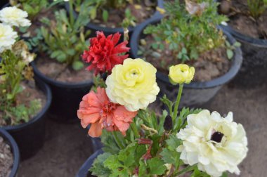 Şakayık çiçek resmi 4k çözünürlükte