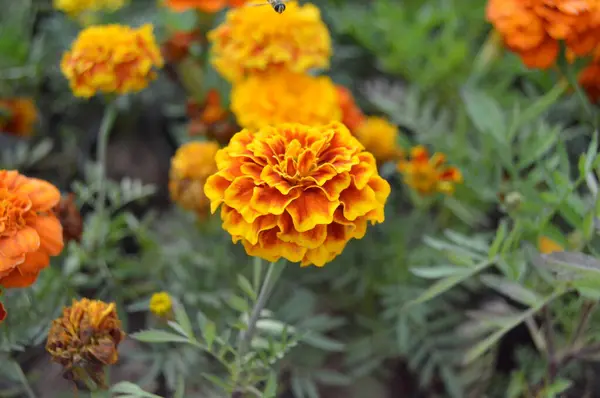 stock image Marigold flower image in 4k resolution