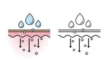 The mechanism of nutrient absorption through skin layer with color and outline drawing vector on white background. Skin care and beauty concept. Flat icon illustration.