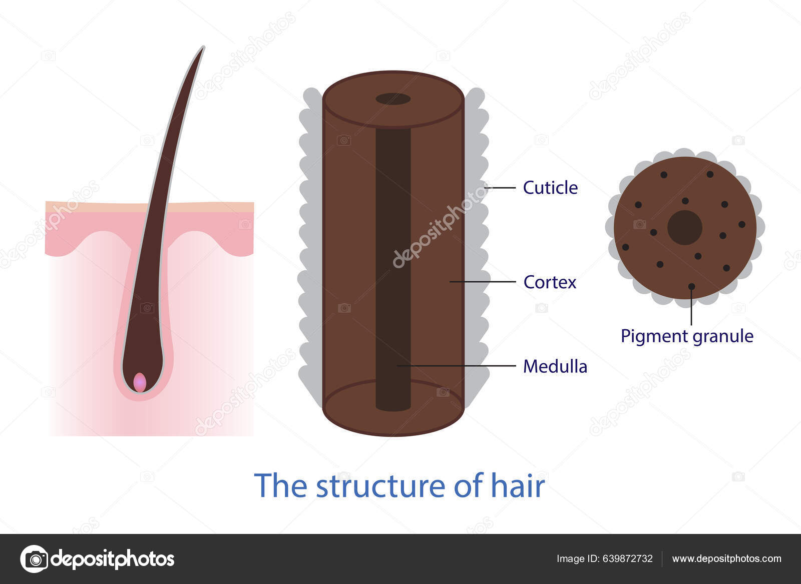 Structure Hair Vector Isolated White Background Cross Section Showing ...