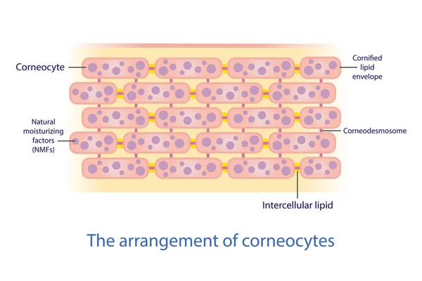 Διάταξη Των Κερατοκυττάρων Κύτταρα Του Δέρματος Διάνυσμα Λευκό Φόντο Τούβλα — Διανυσματικό Αρχείο