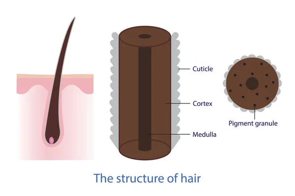 벡터의 구조는 바탕에 분리되어 머리카락 횡단면 해부학적 큐티클 있습니다 해부학 — 스톡 벡터