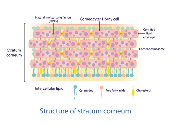 白底层状角膜载体的结构 砖块和灰泥结构 细胞间层角膜生理学脂质 皮肤护理概念说明 — 图库矢量图片
