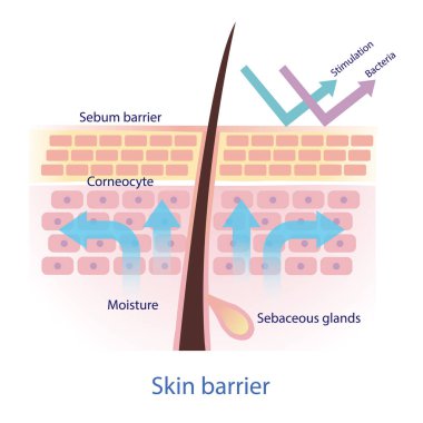 Healthy protective skin barrier vector on white background. The mechanical protection skin barrier to water loss. The Sebaceous glands produce sebum. The sebum protect skin from stimulation and bacteria. Skin care and beauty concept illustration.