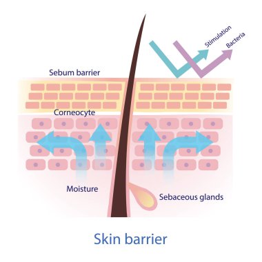 Healthy protective skin barrier vector on white background. The mechanical protection skin barrier to water loss. The Sebaceous glands produce sebum. The sebum protect skin from stimulation and bacteria. Skin care and beauty concept illustration. clipart