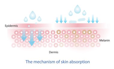The mechanism of nutrient absorption through skin layer vector, the skincare product does not get absorbed, that does not properly penetrate into the skin layer vector on white background. Infographic of skin absorption vector.