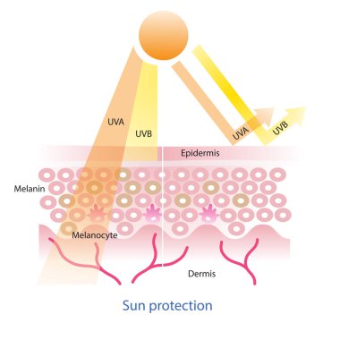 Sun protection and UVA/ UVB radiation penetrate into the skin layer vector on white background. Skin care and beauty concept illustration.