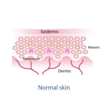 Normal skin layer vector, melanocyte, melanin, melanogenesis vector on white background.