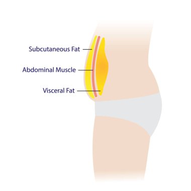 Beyaz arkaplanda izole edilmiş vücut yağ vektör illüstrasyonunun çapraz kesiti. Kas, deri altı, karın boşluğunda iç organsal yağ var. Kilo problemi, bel çevresi ve şişmanlık kavramı..