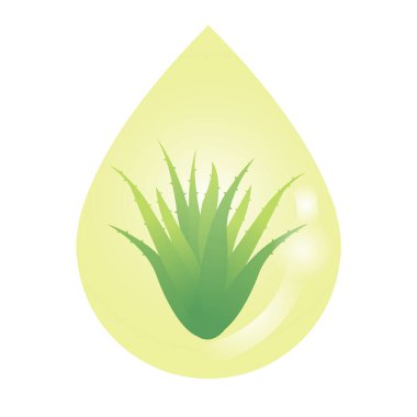 Aloe Vera özüt vektörü beyaz arka planda izole edildi. Aloe Vera yağı özü ve aloe yaprakları. Organik özü, tıbbi bitki ve doğal yağ çizimi kavramı.