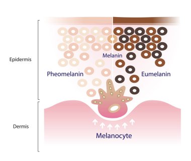 Beyaz arkaplanda izole edilmiş deri pigmentasyon vektörü mekanizması. İki ana melanin, ömelanin ve feomelanin türlerinin karşılaştırılması derinin üst deri tabakasında melanositler tarafından üretilir..