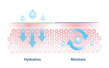 Beyaz arka planda izole edilmiş su ve nem vektör çizimi karşılaştırması. Susuzluk, suyu çekme ve emme süreci. Nem, nemden korunmak için ciltte bir mühür oluşturulması..