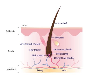 Diagram of hair structure anatomy vector illustration isolated on white background. Cross section of human hair with scalp layer. Hair shaft, arrector pili muscle, follicle, hair matrix and papilla. Skin and hair anatomy. clipart