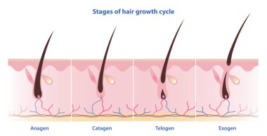 Stages of hair growth cycle vector illustration isolated on white background. Hair grows in four distinct stages. Anagen, growing phase. Catagen, transition phase. Telogen, resting phase. Exogen, shedding phase. clipart