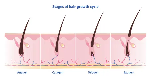 Stages Hair Growth Cycle Vector Illustration Isolated White Background Hair — Stock Vector