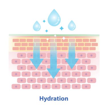 Beyaz arka planda deri hidrasyon vektör çizimi mekanizması. Cilt bariyeri su kaybını önlemek için cilt hidratının çapraz kesimi, suyu çeker, emer, nemlendirir ve mühürler..