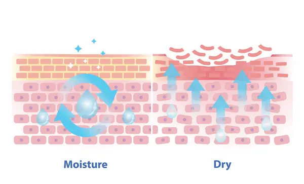 stock vector The mechanism of moisture and dry skin layer vector illustration. Comparison of skin hold oil, preserved in a good balance and dry skin lacking water, oil and peeling off in the uppermost layer.