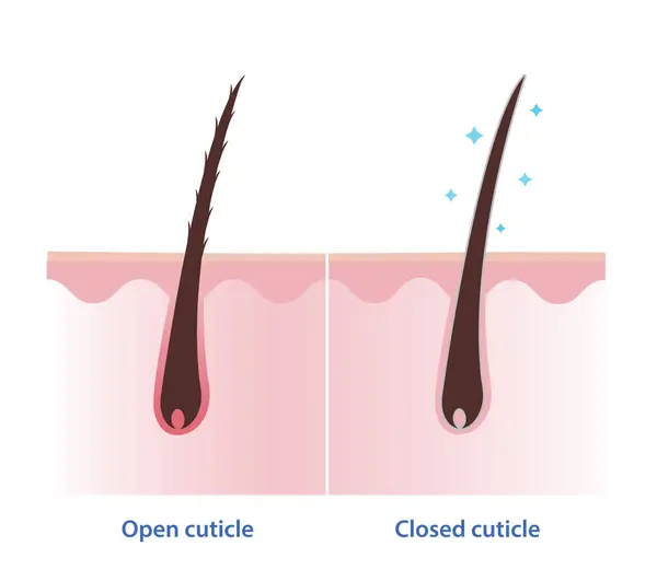 stock vector Comparison of open and closed hair cuticle on scalp layer vector illustration isolated on white background. Cross section of hair shaft without conditioner and with conditioner. Hair care concept.