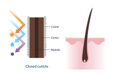 Cross section of closed hair cuticle vector illustration. Structure of healthy hair on scalp layer, protect cortex, medulla from uv, heat, moisture and toxic product. Hair care and anatomy concept. clipart