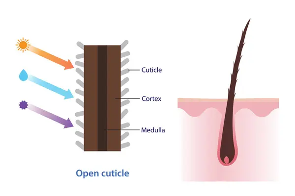 stock vector Cross section of open hair cuticle vector illustration. Structure of damaged, dry, frizzy hair on scalp layer caused by uv, heat, moisture and toxic product. Hair care and anatomy concept.