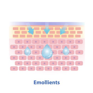 Emollients, type of moisturizer vector illustration isolated on white background. Cross section of skin barrier layer fill the gap between skin cells, replace missing lipids and reduce wrinkles. clipart