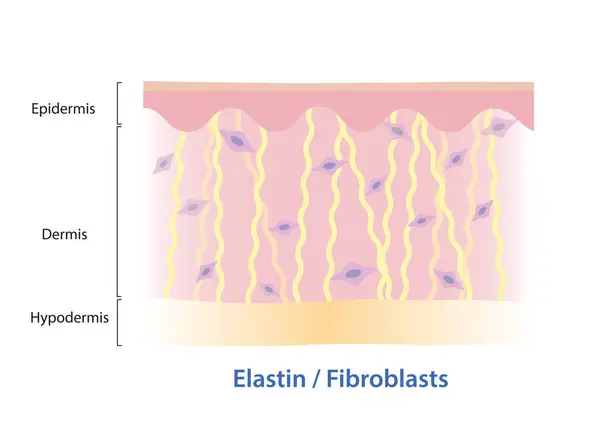 stock vector Elastin fibers and fibroblasts in dermis skin layer illustration. Elastin, yellow color protein that made of fibroblasts, returns stretched structure into original shape, found in blood vessels, skin.