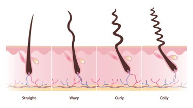 Beyaz arka planda izole edilmiş folikül vektör illüstrasyonlu saç tipleri. Düz, dalgalı, kıvırcık, kıvırcık saçlı ve kafa derisi yüzülmüş. Saç modelleri. Saç anatomisi kavramı.