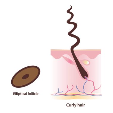 Structure of elliptical shaped follicle and curly hair vector illustration on white background. Cross section of elliptical follicle produce kinky, coily hair with scalp layer. Hair anatomy concept. clipart