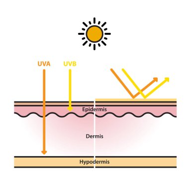 Beyaz arka planda, cilt katmanı düz dizayn vektörü üzerine güneş koruması. UVA ve UVB radyasyonu deriye nüfuz eder. Fiziksel, mineral güneş kremi ultraviyole ışınları yansıtır. Cilt bakımı çizimi.