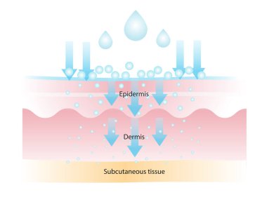 The different of molecular weight hyaluronic acid illustration. High molecular HA stay on surface to lock in moisture, medium helps to improve elasticity, low helps with deep hydration and plump. clipart