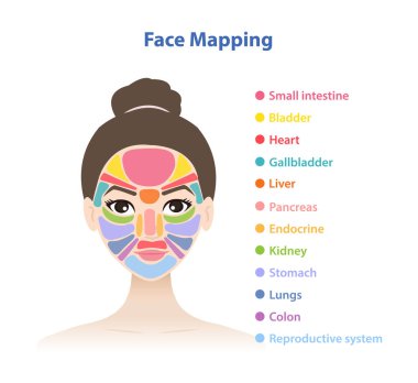 Beyaz arka planda izole edilmiş yüz haritalama vektör çizimi olan kadın. Çince yüz haritasının diyagramı sivilceler, döküntüler, deri rengi, tonu, kuraklıktan kaynaklanan iç vücut sorunlarını gösteriyor..