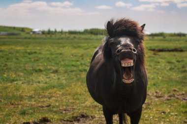 Black Horse Smile Teeth 