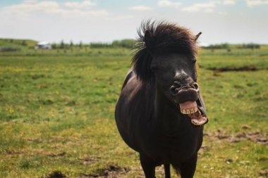 Black Horse Smile Teeth 