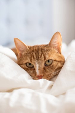 Cute ginger cat sleeping in bed, relax time white blanket